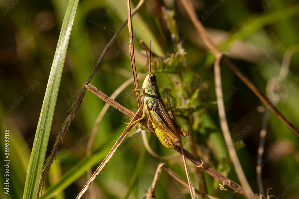 beautiful large grasshopper sits on a blade of grass beautiful large grasshopper sits on a blade of grass