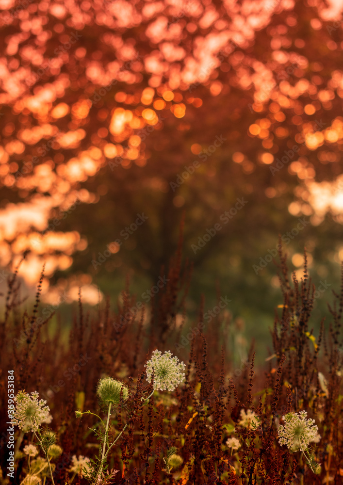 beautiful light on a forest meadow in the evening red