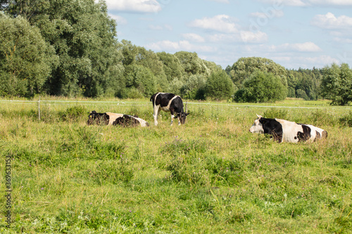 cows in the pasture on a sunny summer day © marcinmaslowski