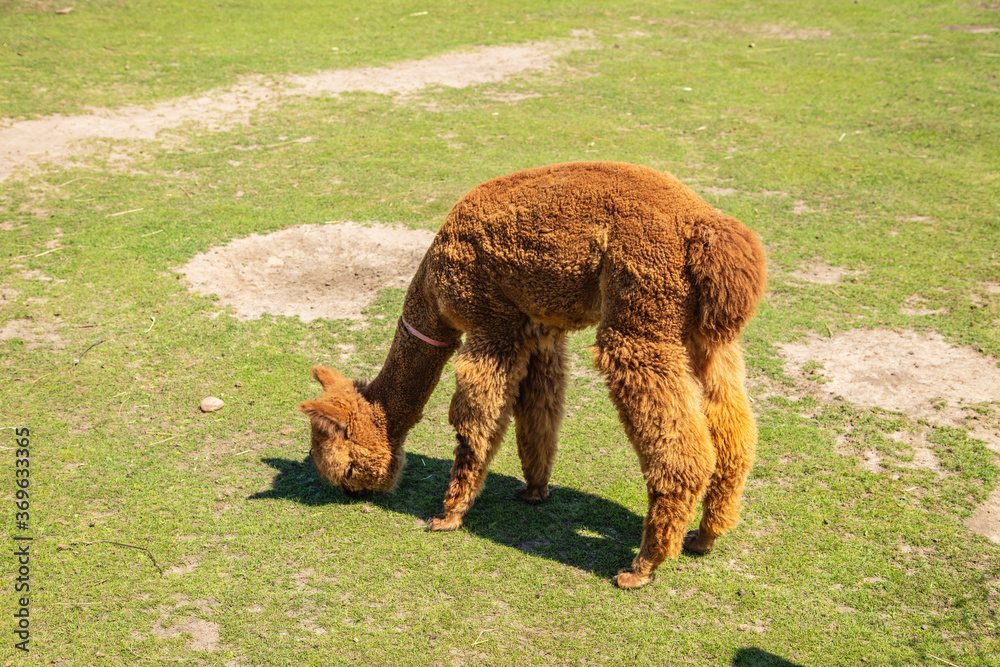 Beautiful South American alpacas in a free range Beautiful South American alpacas in a free range