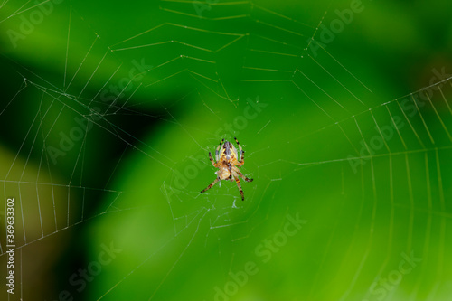 little spider sits on its web