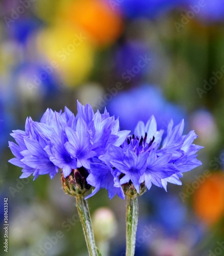 Close up of beautiful blue Cornflowers in Spring sunlight