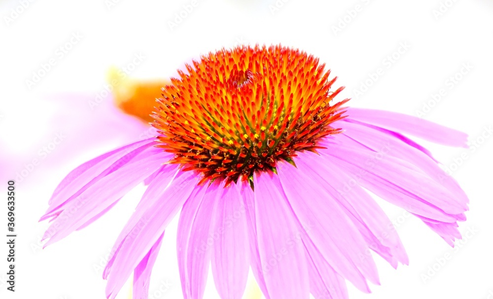 Close up of a beautiful pink cone flower blossom Close up of a beautiful pink cone flower blossom