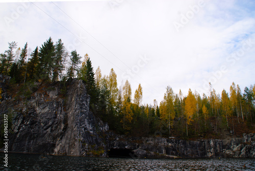 autumn forest in the morning