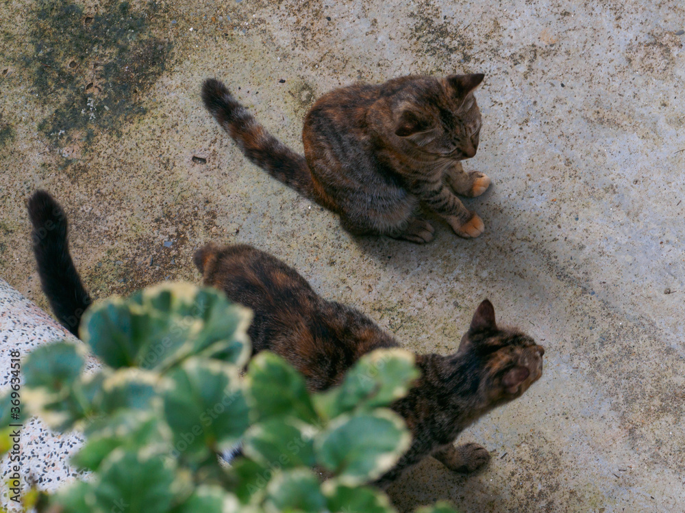 Tortoiseshell cats gathering on concrete floor