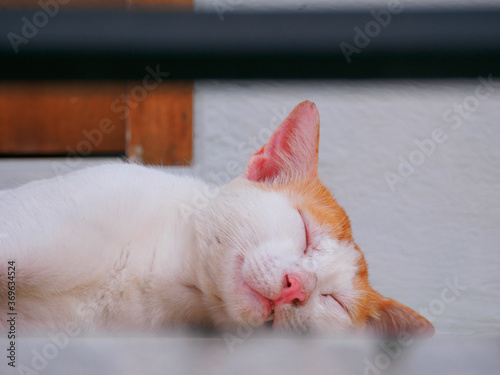 Orange and white tabby cat sleeping © Mayumi.K.Photography