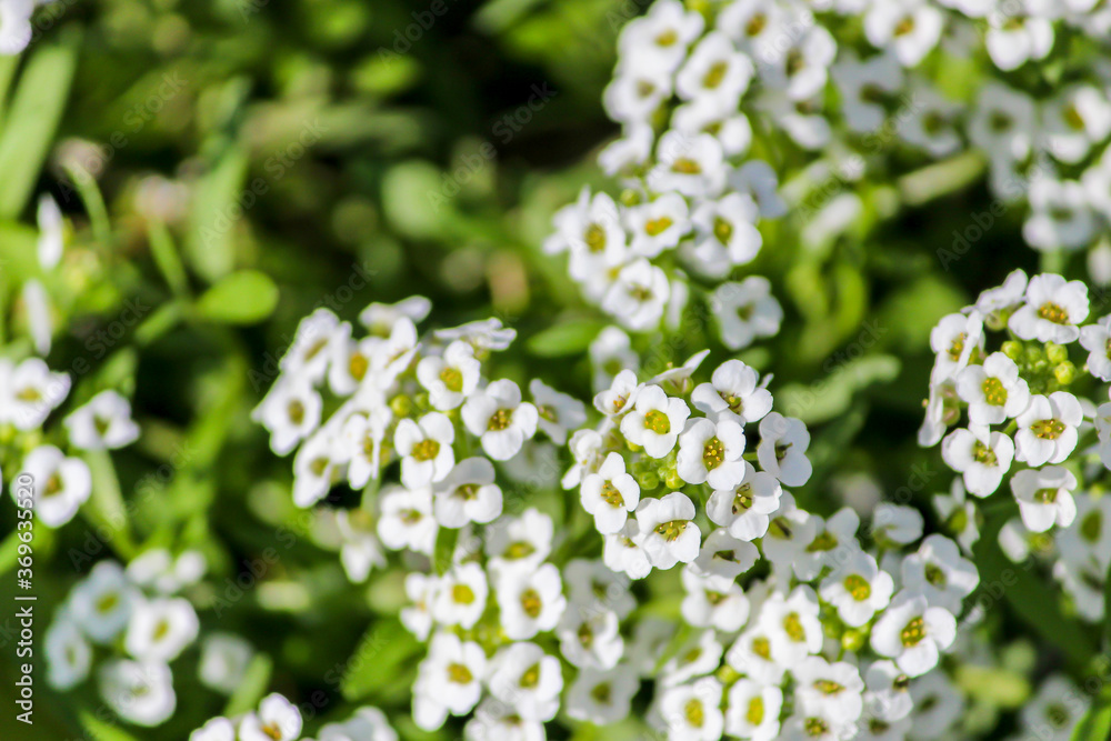 closeup of white flowers
