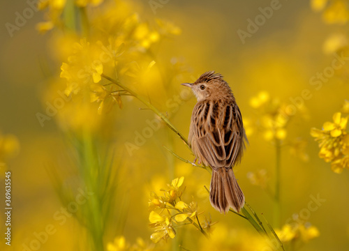 bird on the  mustard flower, The zitting cisticola or streaked fantail warbler photo