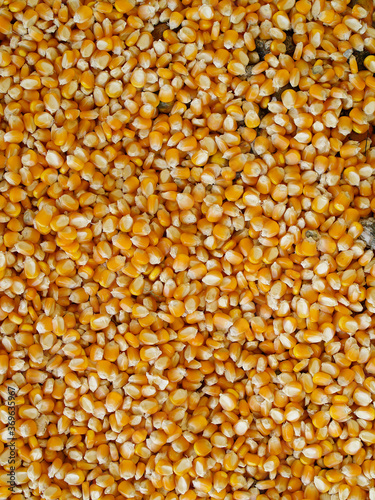 Corn seeds background