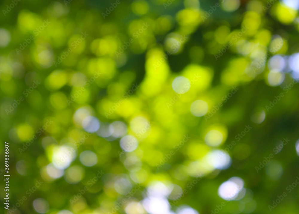 Obraz premium green summer ttee bokeh background