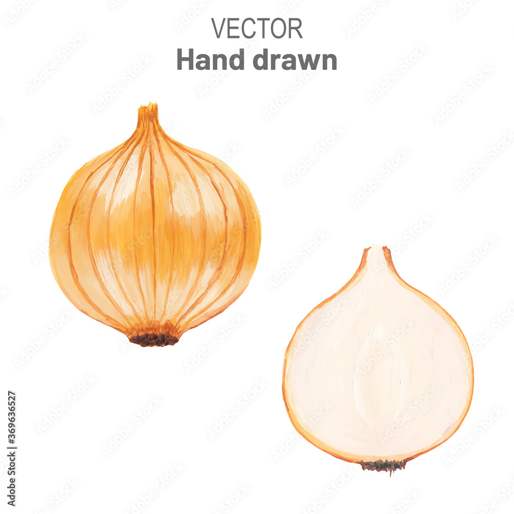Vecteur Stock Onion head in light brown husk and next to the cut off ...