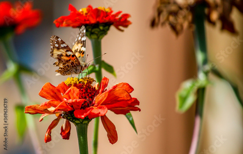 Fototapeta Naklejka Na Ścianę i Meble -  Butterfly on flower