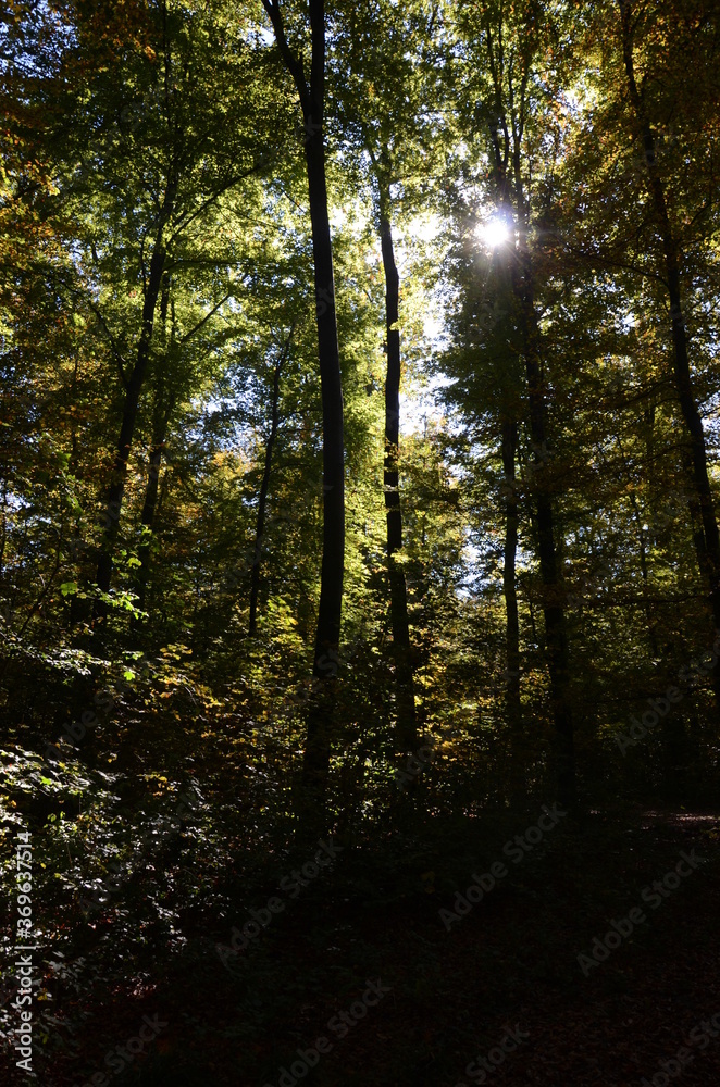 Obraz premium sun rays in the forest