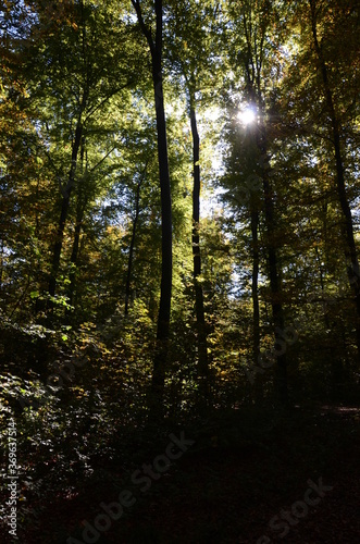 sun rays in the forest