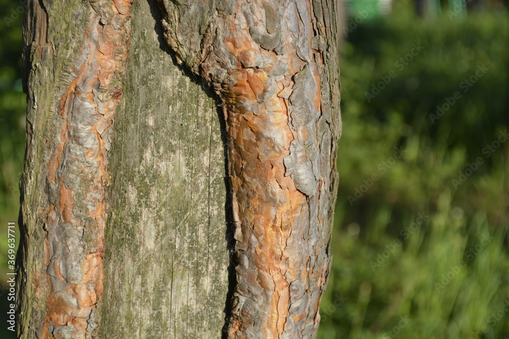 Naklejka premium pine