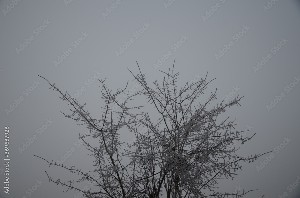 Obraz premium dead tree silhouette