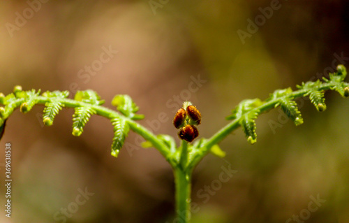 fern leaf © subhadeep