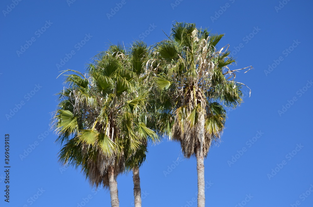 Obraz premium palm trees against blue sky