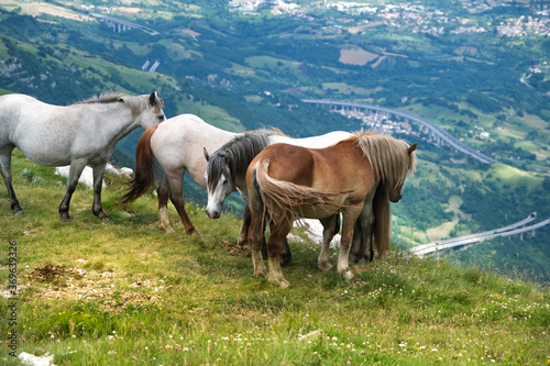 group of horses on the heights of the Gran Sasso mountain area