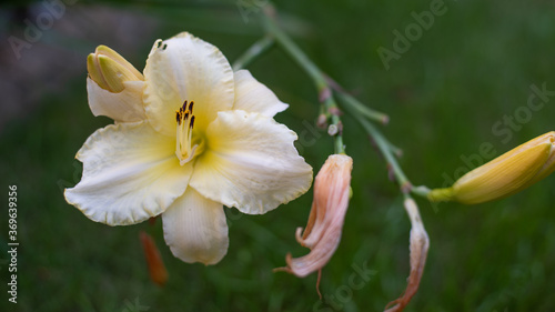 Lilia  Conca d Or  jest zaliczana do tzw. orienpet  w  pochodz  cych ze skrzy  owania odmian tr  bkowych z liliami orientalnymi. Kwitnie od czerwca do lipca kolorze       to-kremowym.
