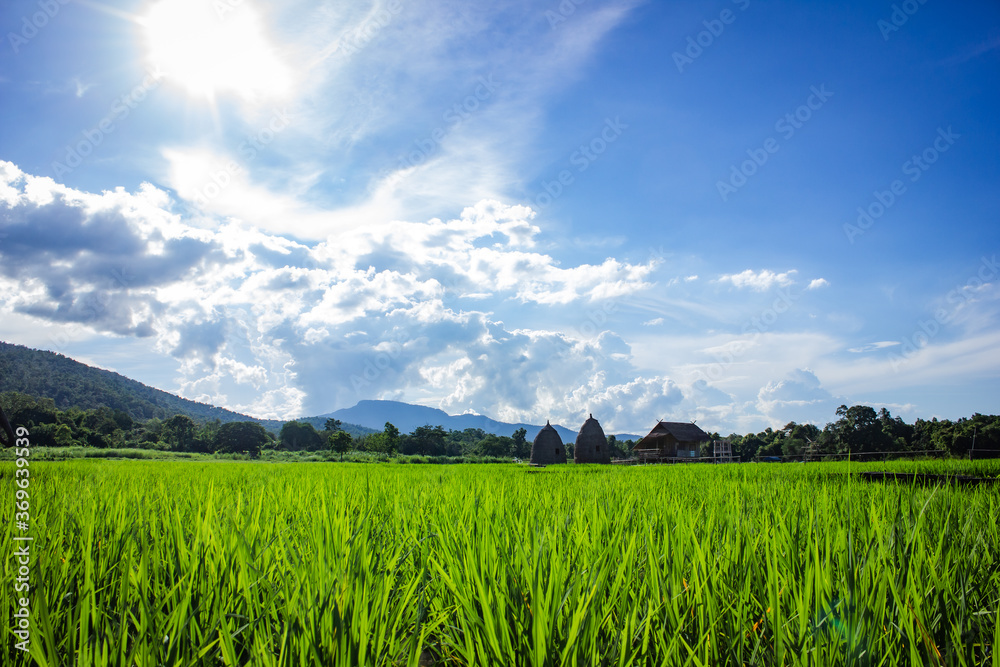 landscape of rice field with cottage and blue sky.