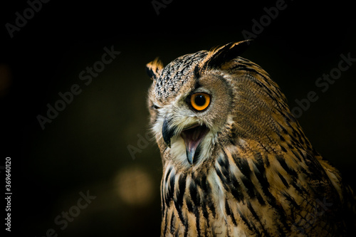 great eagle owl portrait in nature photo