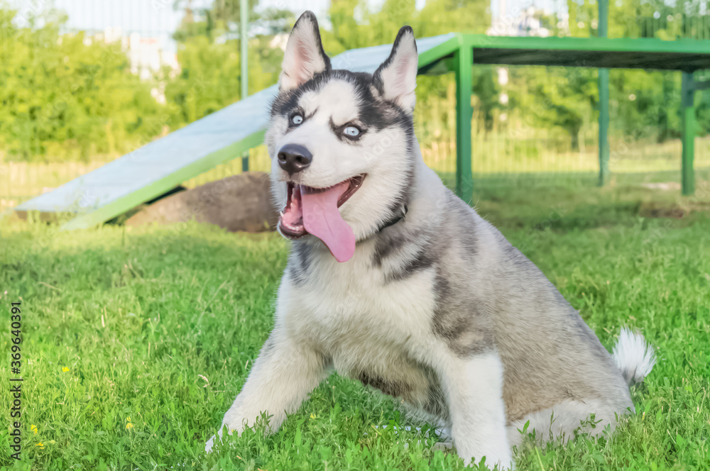 Husky dog ​​sitting on the grass with his tongue out in summer