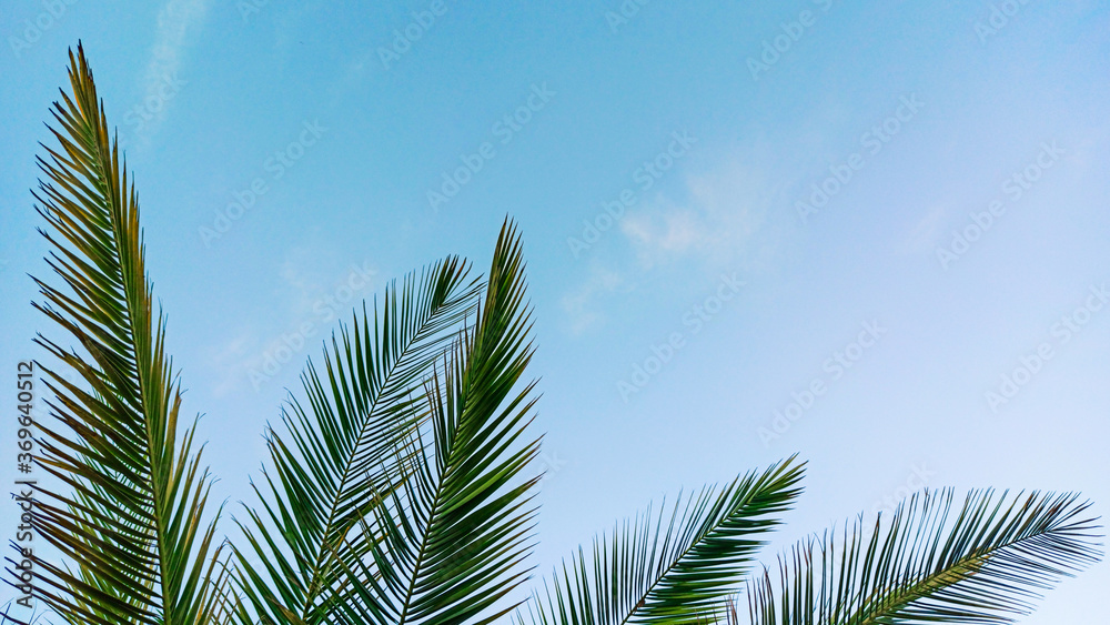  Palm leaves on blue sky background. Leaves of palm tropical large clan. The concept of summer rest and relaxation