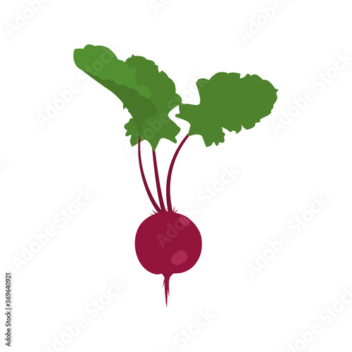 Vector illustration. Beets with leaves on a white isolated background.