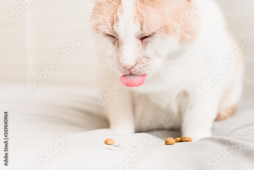 Cat tongue out while eating