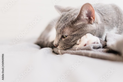 Grey cat peaking
