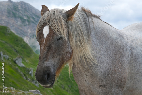 white horse on the heights of the mountain area of the gran sasso