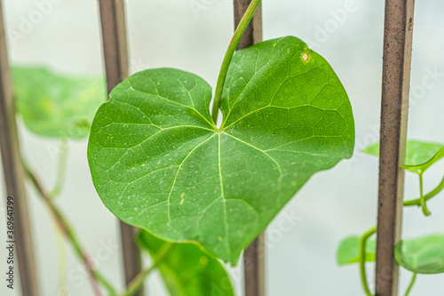 closeup view of giloy plant and leaf photo