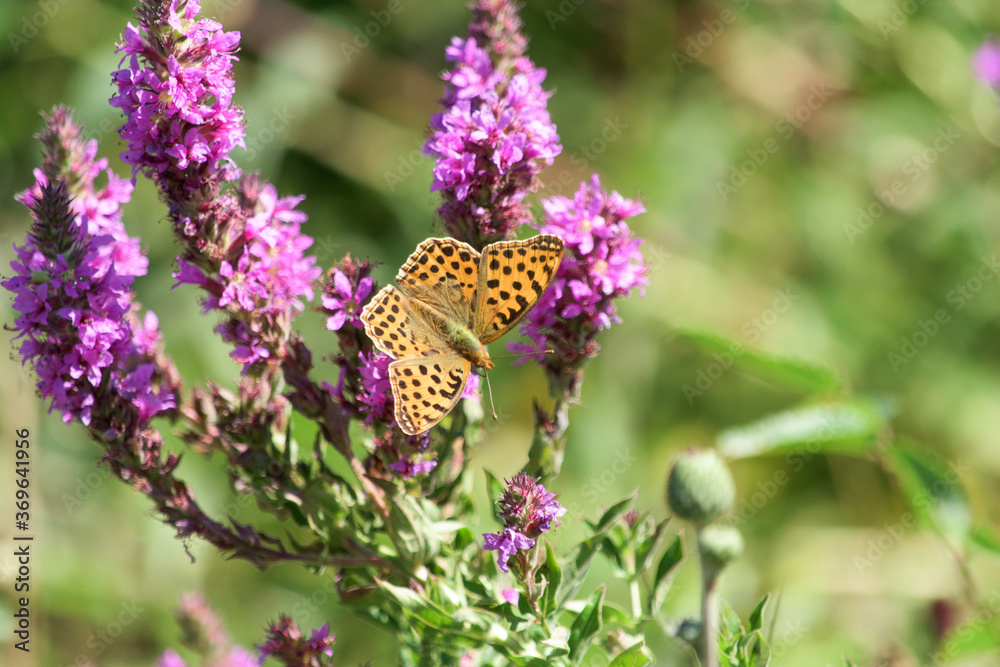 A beautiful orange butterfly has landed on a purple flower in the field and is feeding A beautiful orange butterfly has landed on a purple flower in the field and is feeding