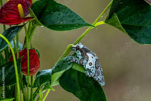 Trachycephalus resinifictrix (Harlequin frog) is sitting on a branch of a tree. photo