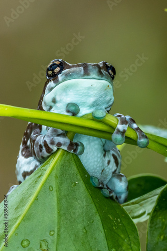 Trachycephalus resinifictrix (Harlequin frog) is sitting on a branch of a tree. photo