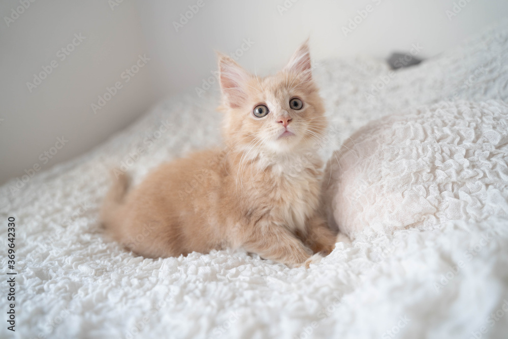 ノルウェージャンフォレストキャットの仔猫4 ノルウェージャンフォレストキャットの仔猫4