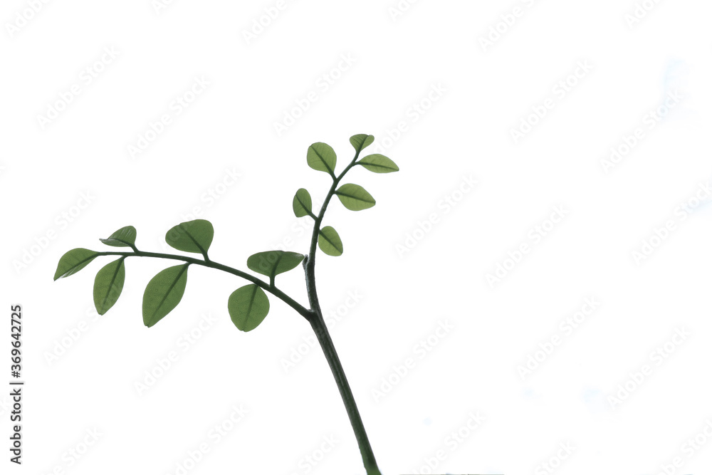 branch with green leaves isolated branch with green leaves isolated