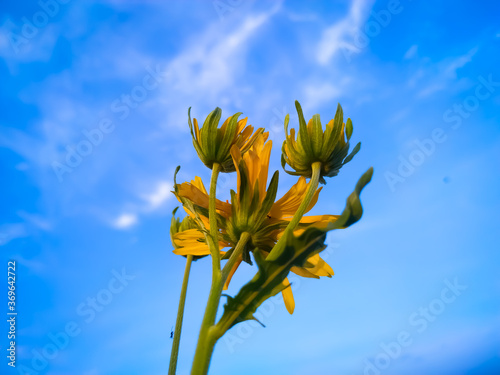 Desert sunflower ready to bloom on a blue background..