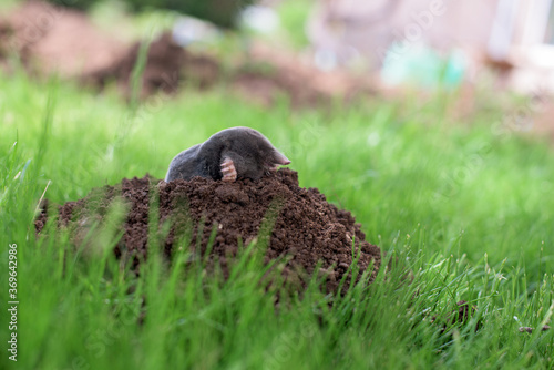 Tableau sur toile A mole has emerged on the surface of the soil in a vegetable garden