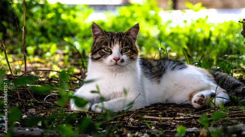 кот