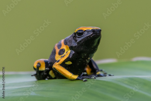 Yellow poison dart frog dendrobates leucomelas hiding in the undergrove. Beautiful tropical rain forest animal from the Amazon rainforest. A poisonous amphibian with black dots