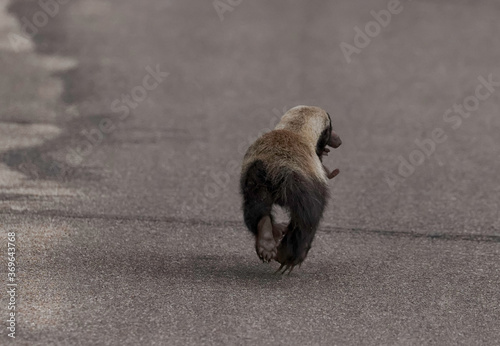 Fearless Honey Badger on the run carrying helpless pup 