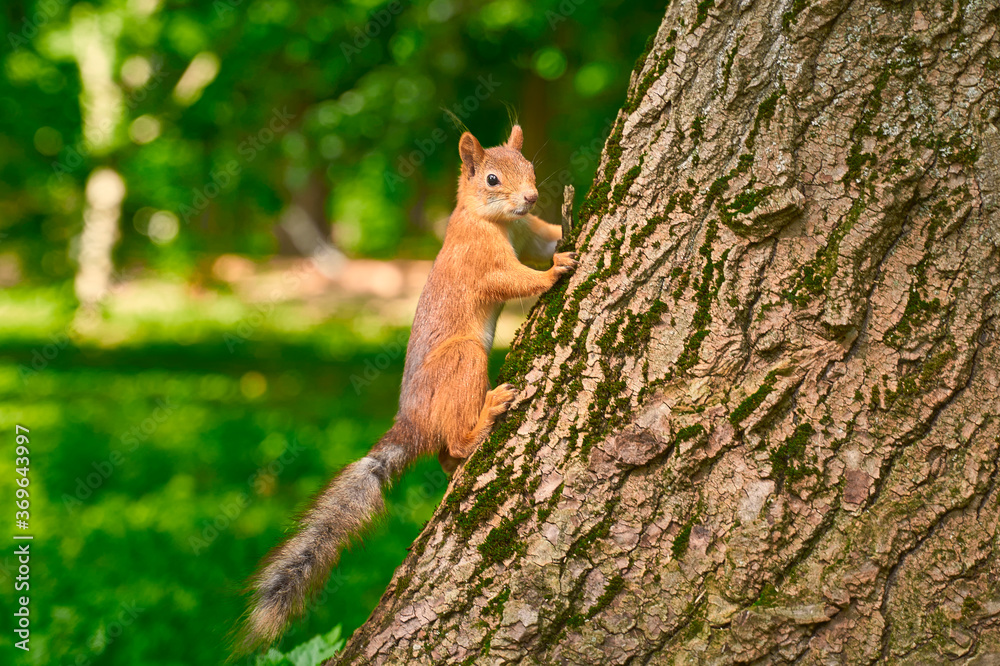 squirrel on a tree squirrel on a tree