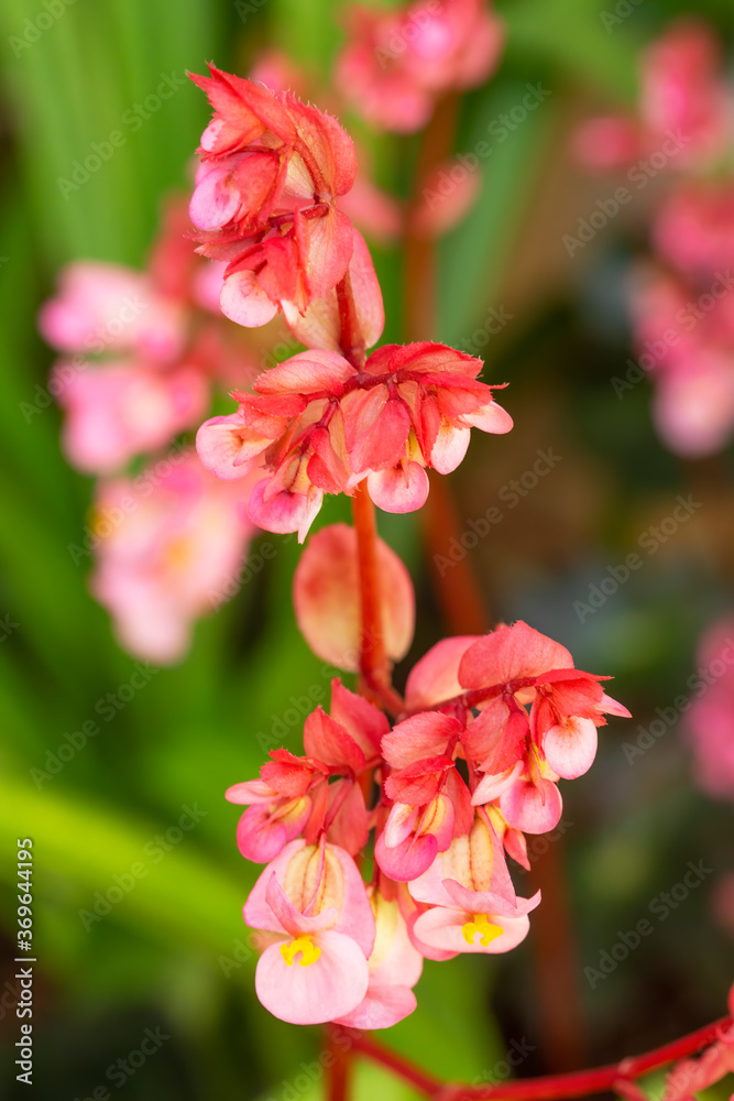 Obraz premium pink begonia flowers in the garden