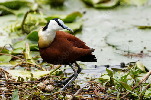 African Jacana Guarding nest with three eggs