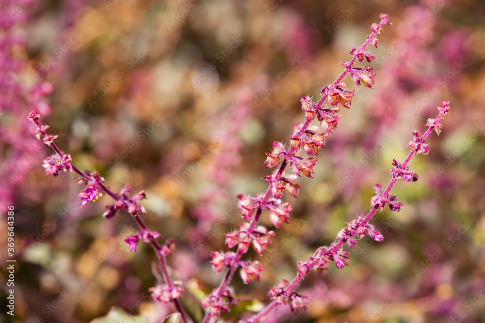 macro photography of flowering holy basil(tulsi) macro photography of flowering holy basil(tulsi)