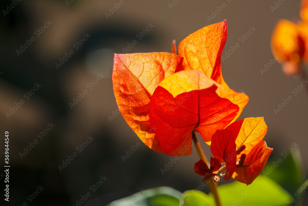 macro shot of Bougainvillea. macro shot of Bougainvillea.