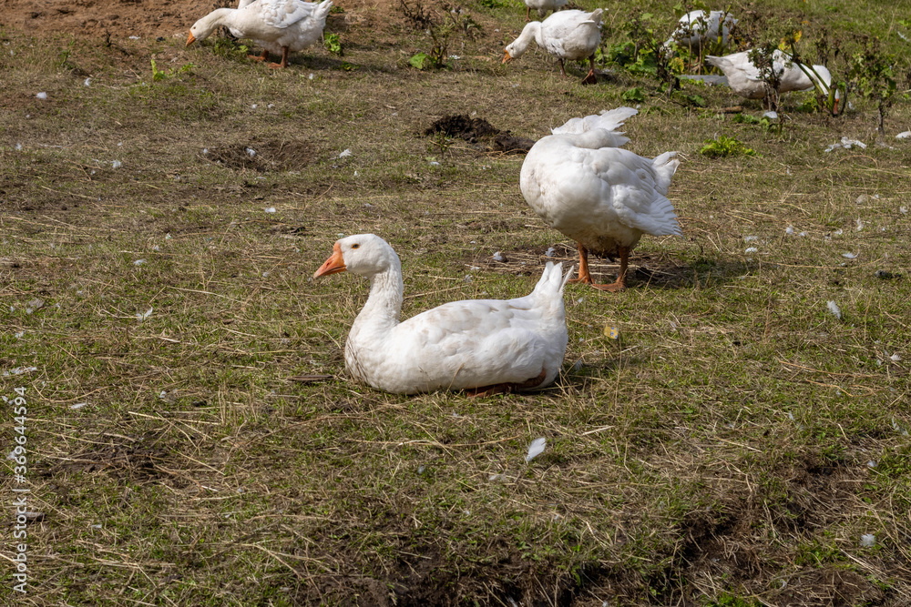 Obraz premium White geese. White geese walk on the farm.