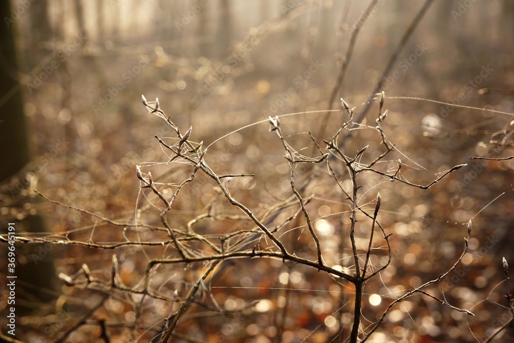 Fototapeta premium March in the forest, morning dew on bush branches and cobweb